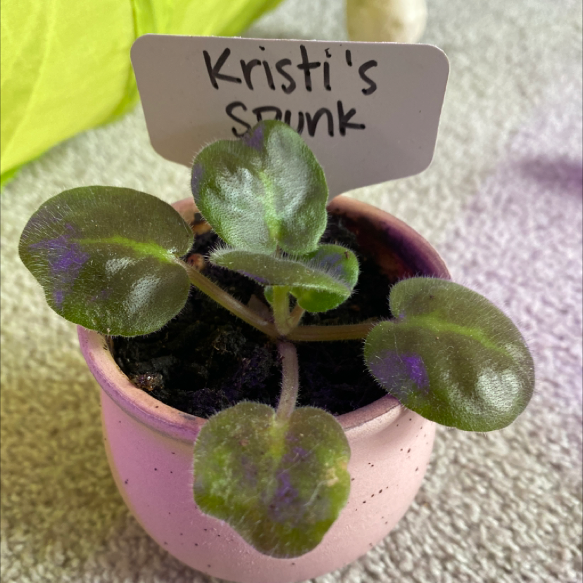 Potted Kenyan Violet labeled 'Kristi's Spunk' with visible soil and green leaves.