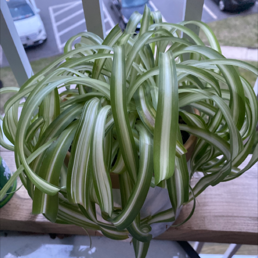 Spider Plant plant photo by @Jschein named Peter Parker on Greg, the plant care app.