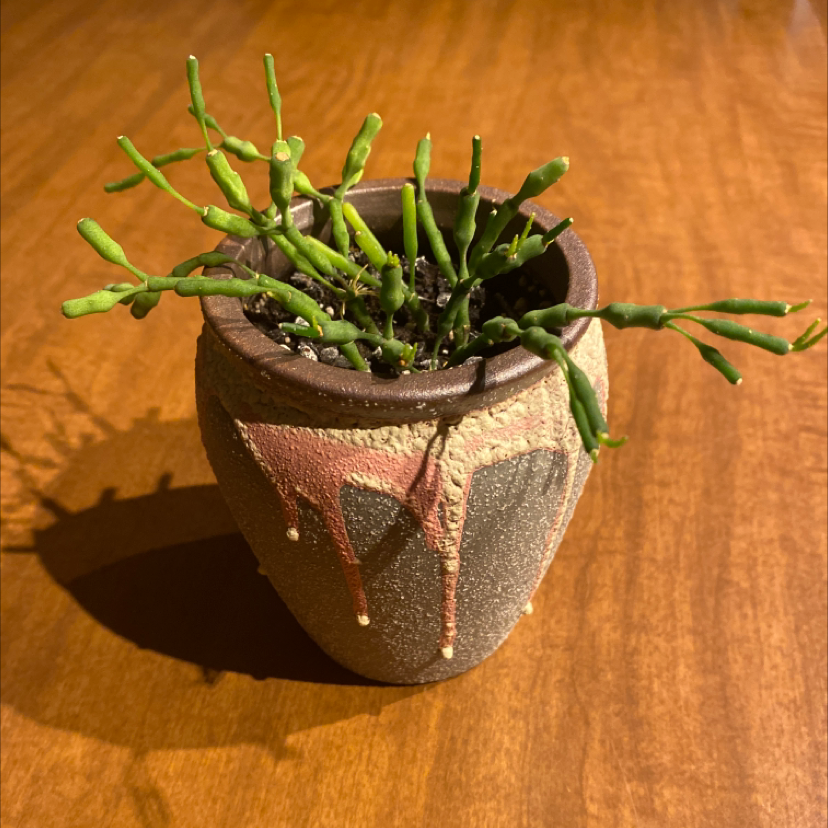 Mistletoe Cactus in a small pot with visible soil, healthy green stems, and no signs of disease.