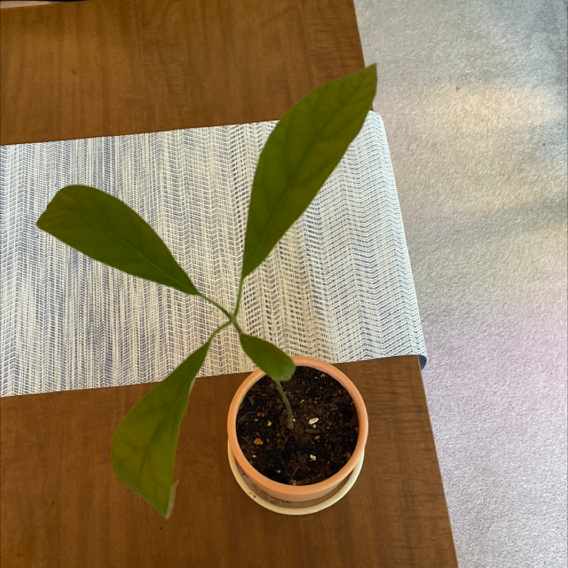 Healthy young avocado plant in terracotta pot with glossy green leaves. Human hand visible holding a leaf to showcase foliage.