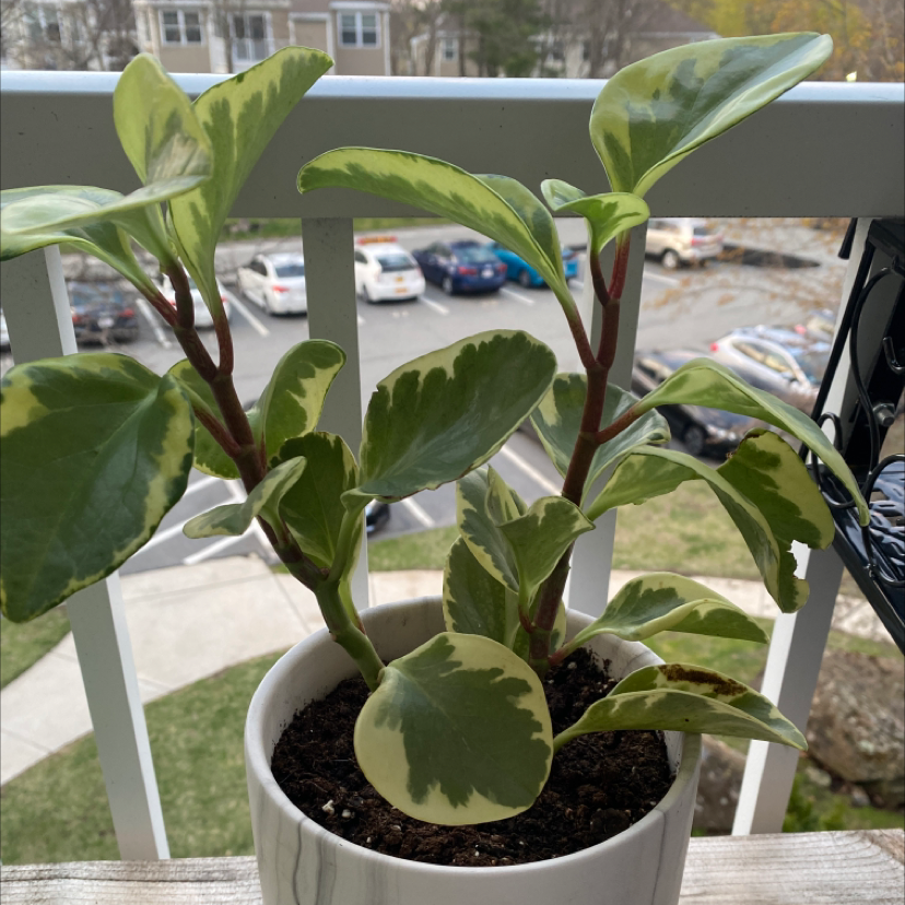 Baby Rubber Plant plant photo by @Jschein named Vision on Greg, the plant care app.
