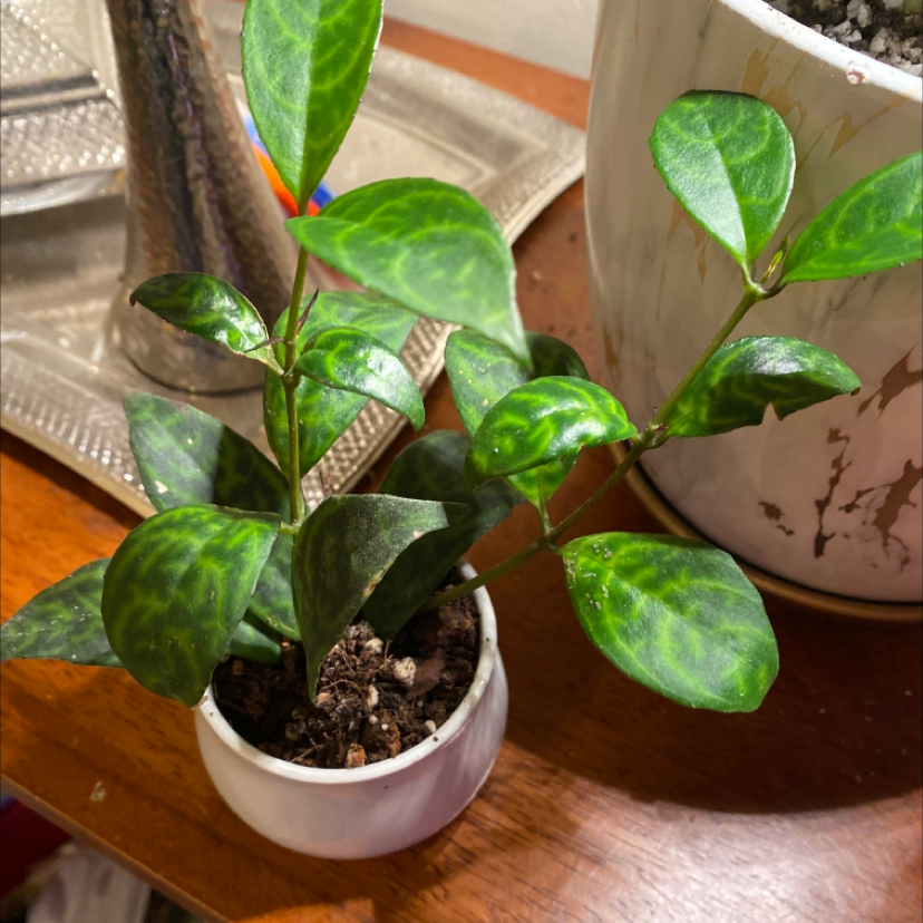 Black Pagoda Lipstick Plant in a small white pot with healthy green leaves.