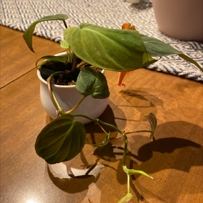 Philodendron Micans plant in a white pot with some yellowing and browning leaves.