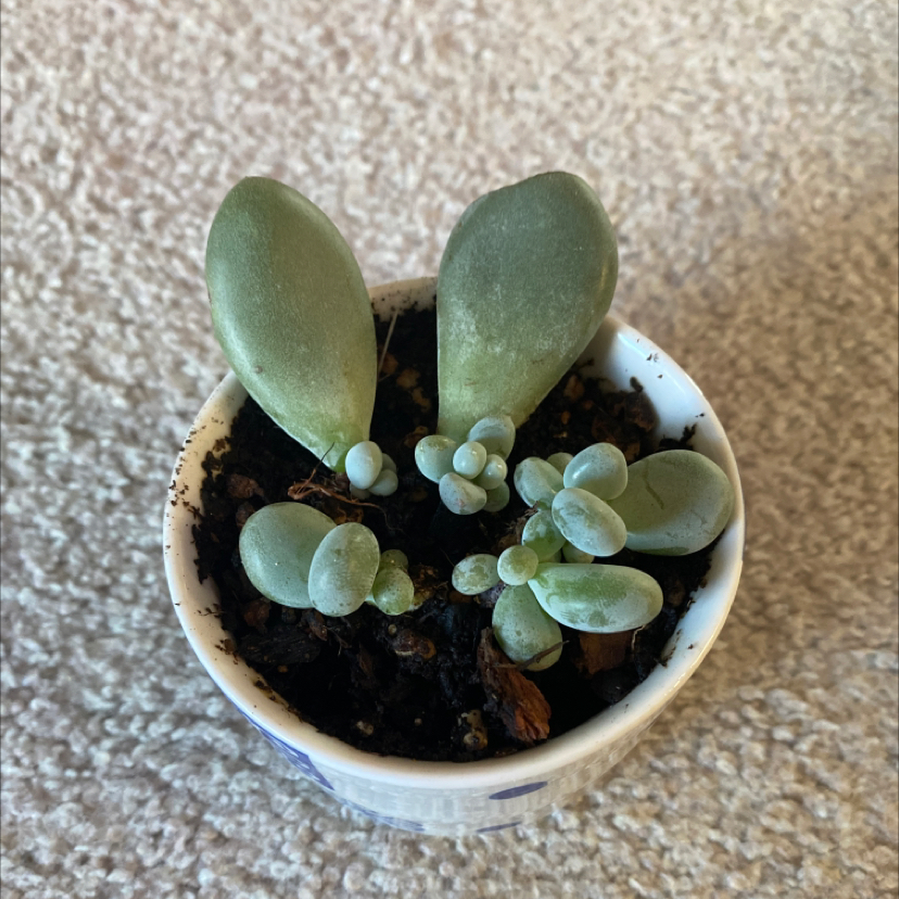 Small Lavender Pebbles succulent in a white pot with visible soil.