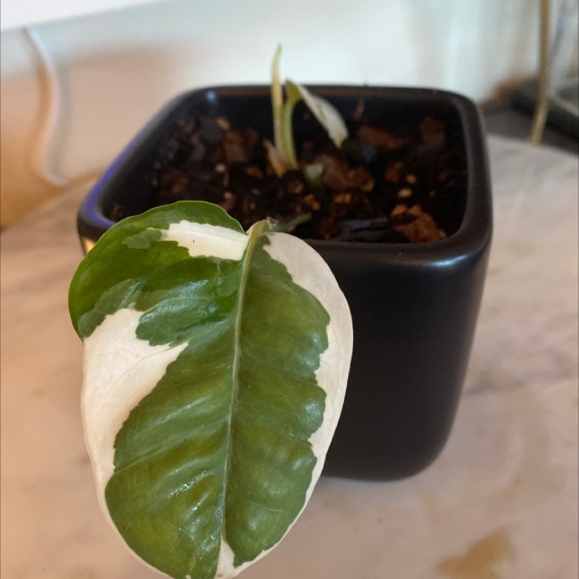 Pothos N' Joy plant in a black pot with variegated green and white leaves.