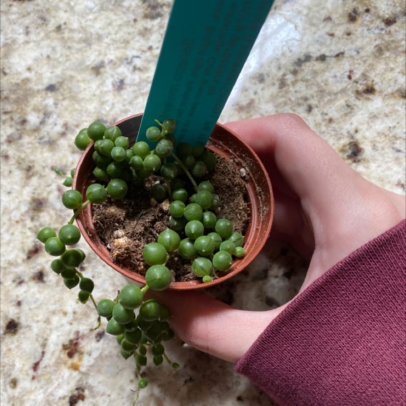 String of Pearls plant photo by @willowsplantz named peepo on Greg, the plant care app.