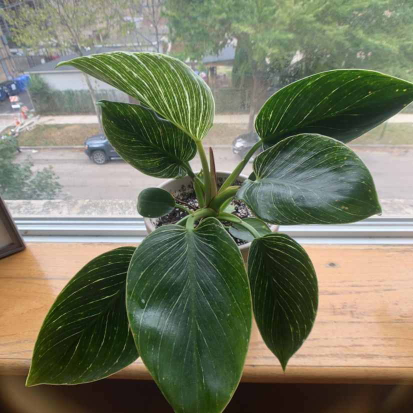 Photo of the plant species Bigfoot Waterclover/Helicopter Fern by Maya named Philodendron ‘Birkin’ on Greg, the plant care app
