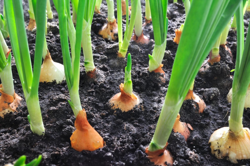Photo of the plant species small onion by @Fifi named Steve and The Boys on Greg, the plant care app
