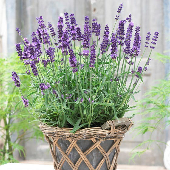 Photo of the plant species English Lavender by @Fifi named Astrid and the Gal Pals on Greg, the plant care app