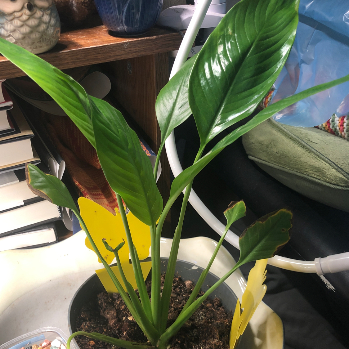 Peace Lily plant photo by @Stefunibee named Apollo on Greg, the plant care app.