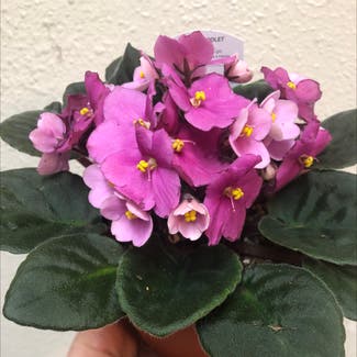 Kenyan Violet plant in Columbus, Texas