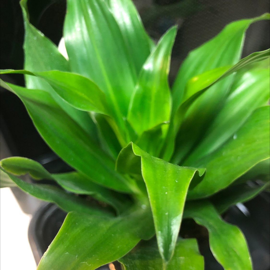 Dracaena 'Janet Craig Compacta' plant with vibrant green leaves, appearing healthy.