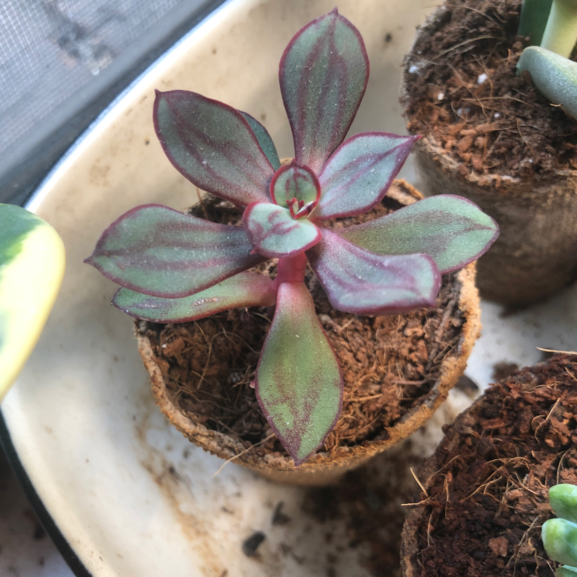 Painted Echeveria plant in a pot with visible soil, well-framed and in focus.