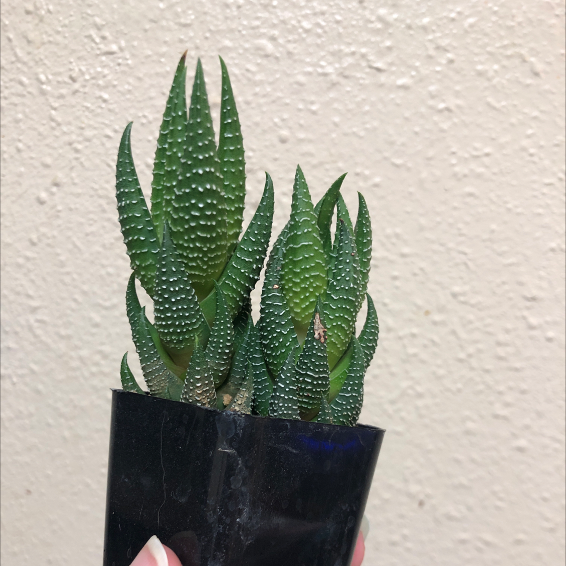 Healthy Zebra Wart plant with vibrant green leaves and white tubercles.