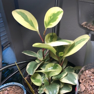 Baby Rubber Plant plant in Columbus, Texas