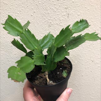 False Christmas Cactus plant in Columbus, Texas