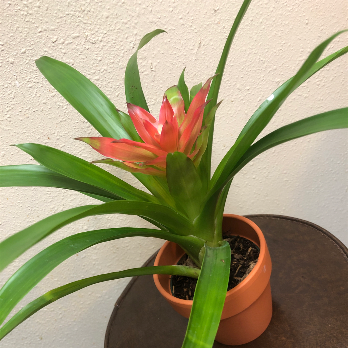 Healthy Droophead Tufted Airplant in terracotta pot, with long drooping green leaves tipped in red.