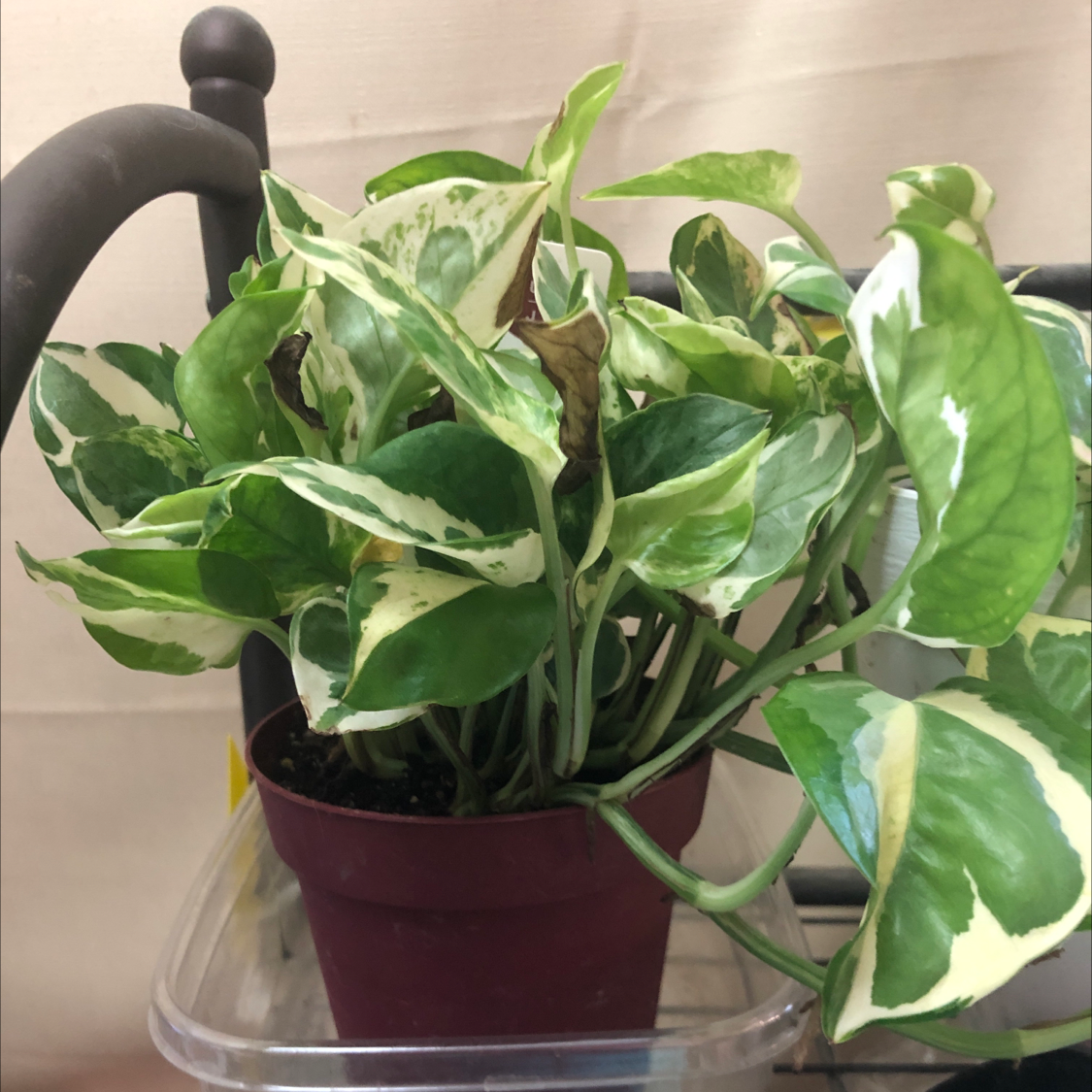 Pearls and Jade Pothos plant in a small pot with variegated leaves, some browning visible.