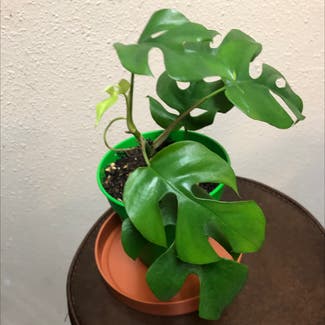 Mini Monstera plant in Columbus, Texas