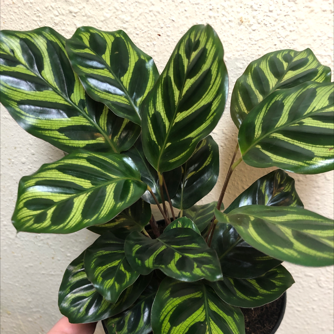 Healthy Cathedral Windows plant with vibrant patterned leaves.