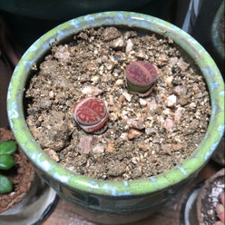 Lithops bromfieldii plant