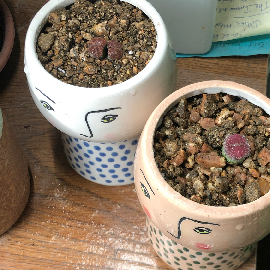 Two Lithops bromfieldii plants in decorative pots with visible soil.