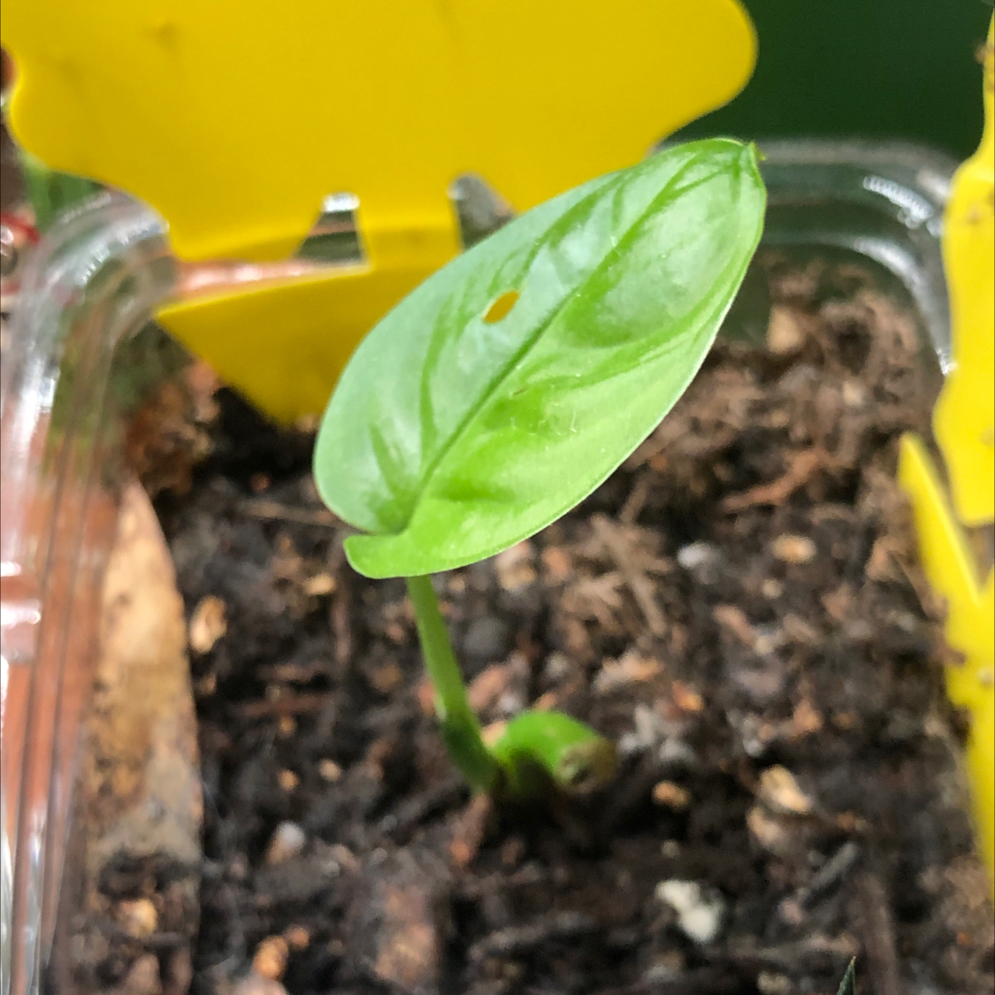 Swiss Cheese Vine plant photo by @Stefunibee named holey moley on Greg, the plant care app.