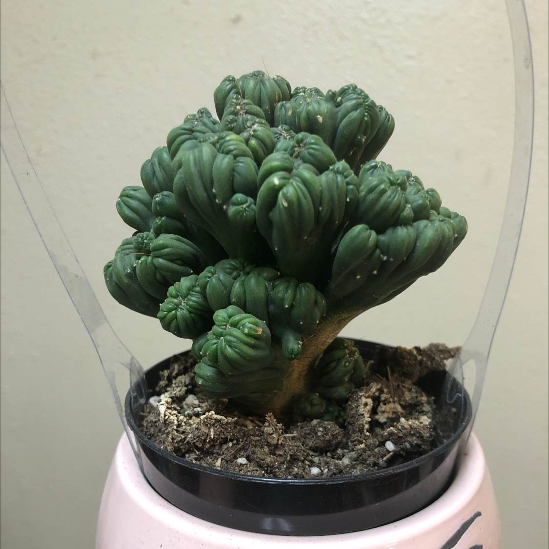 Ming Thing Cactus in a pot with visible soil, well-framed and in focus.