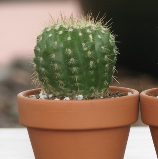 Golden Barrel Cactus plant photo by @Emc08 named Cactus :) on Greg, the plant care app.