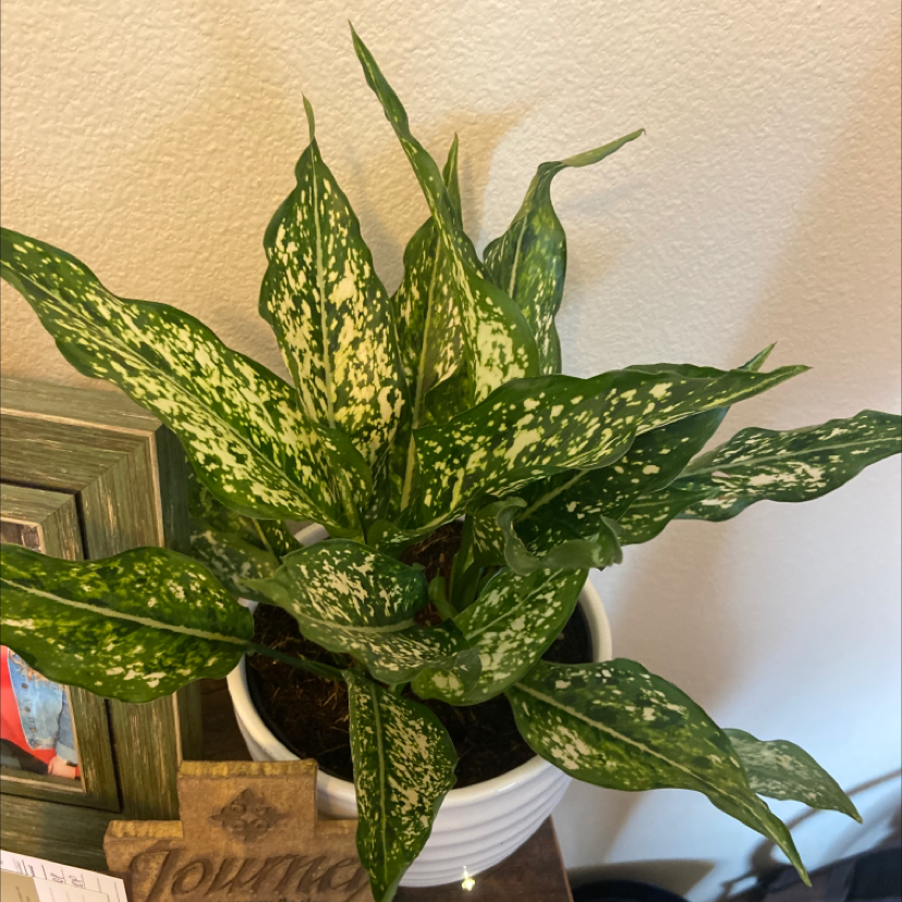 Photo of the plant species Aglaonema 'Tricolor' by @Kaitlynpicard named Nemo on Greg, the plant care app
