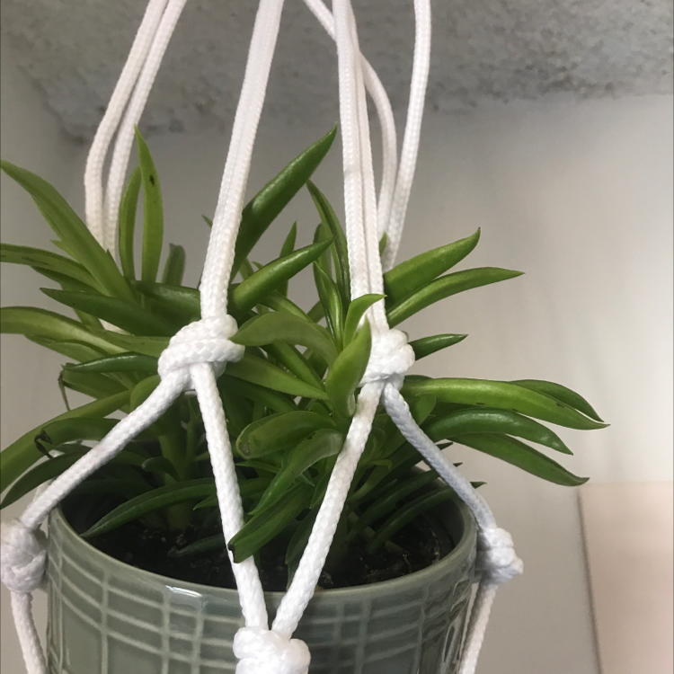 Pincushion Peperomia plant in a hanging pot with a white macrame holder, healthy green leaves.
