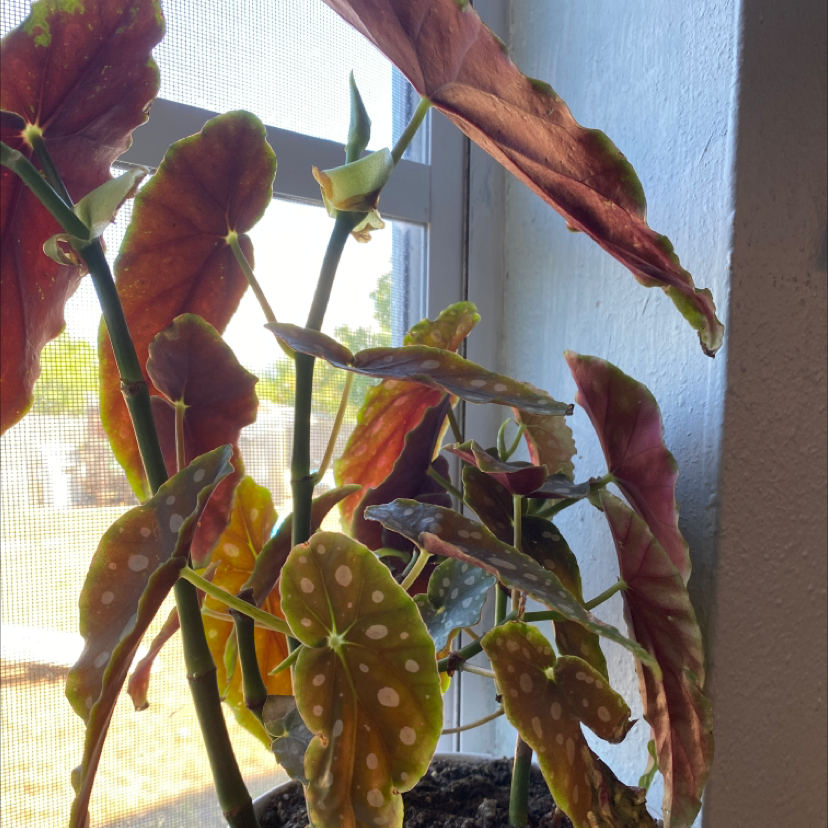 Polka Dot Begonia plant photo by Rianna named Polka Dot Begonia on Greg, the plant care app.
