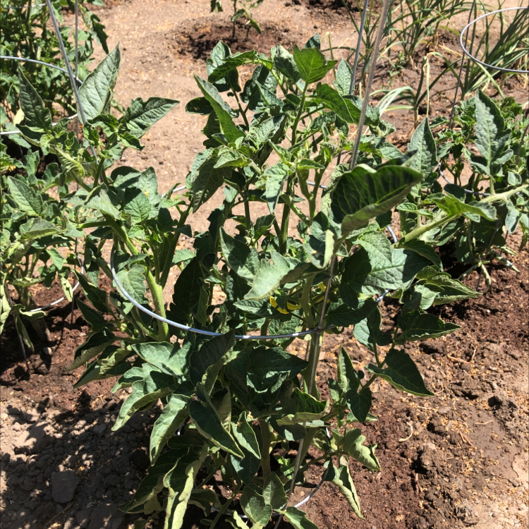 Ambrosia Ambrosioides Plant Care: Water, Light, Nutrients | Greg App 🌱