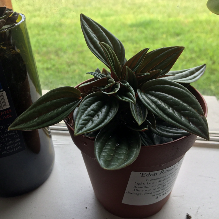 Potted Emerald Ripple Peperomia plant on a windowsill with dark green, textured leaves.