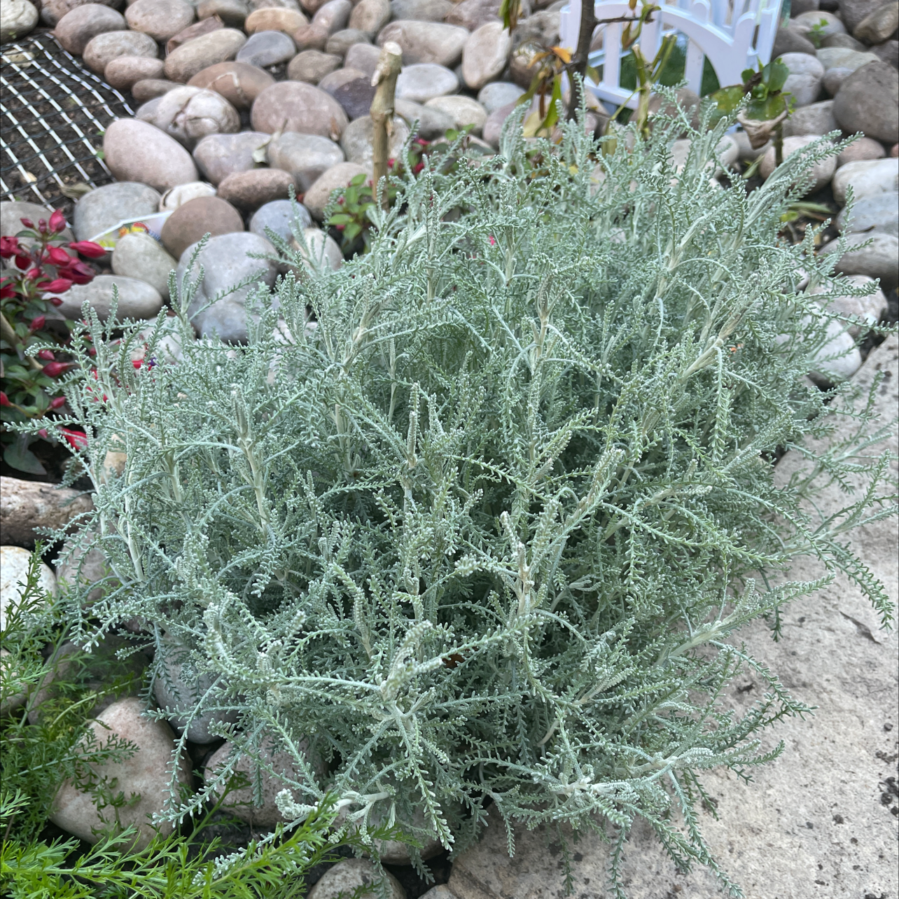 Photo of the plant species Cotton Lavender by @porkiq named Cotton lavender on Greg, the plant care app