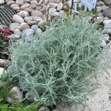 How to Plant and Grow Lavender Cotton