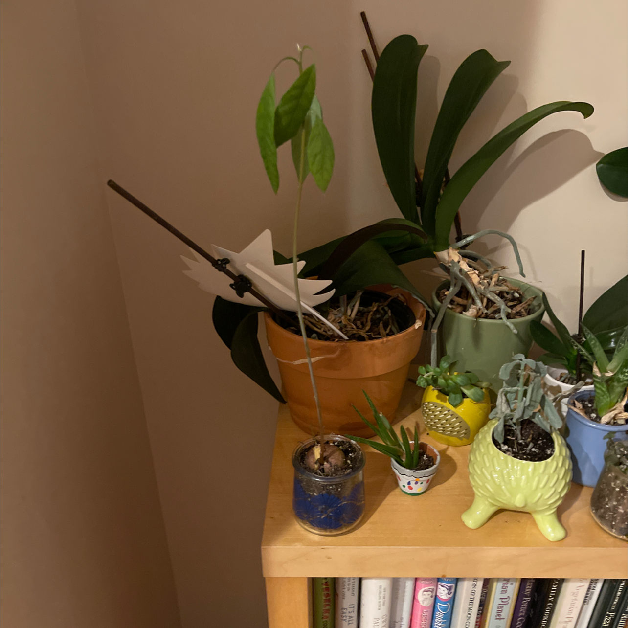 Several healthy young avocado plants and succulents growing in decorative pots on a wooden shelf.