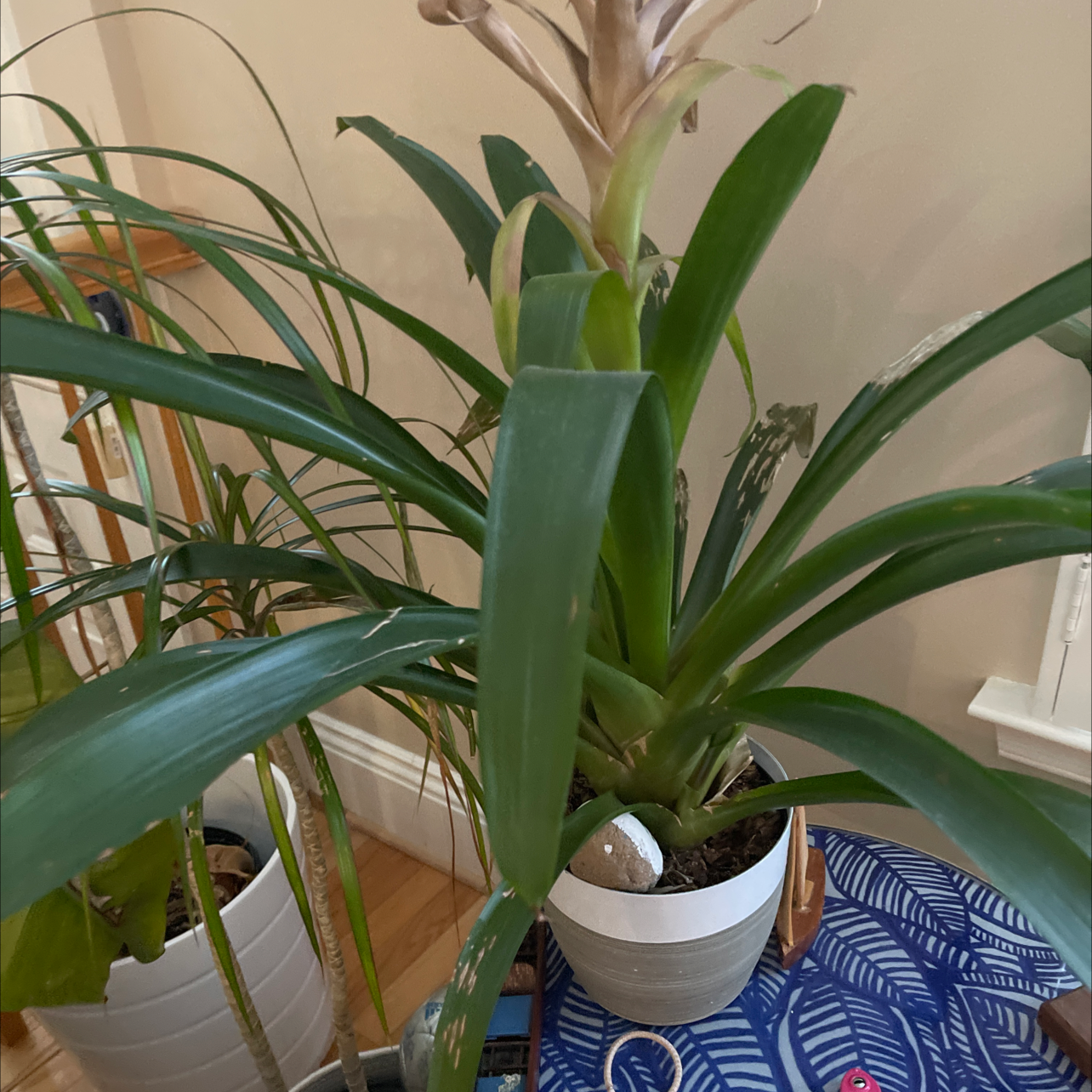 An air plant with long, curly leaves in a small white pot on a patterned blue fabric, showing slight leaf yellowing.