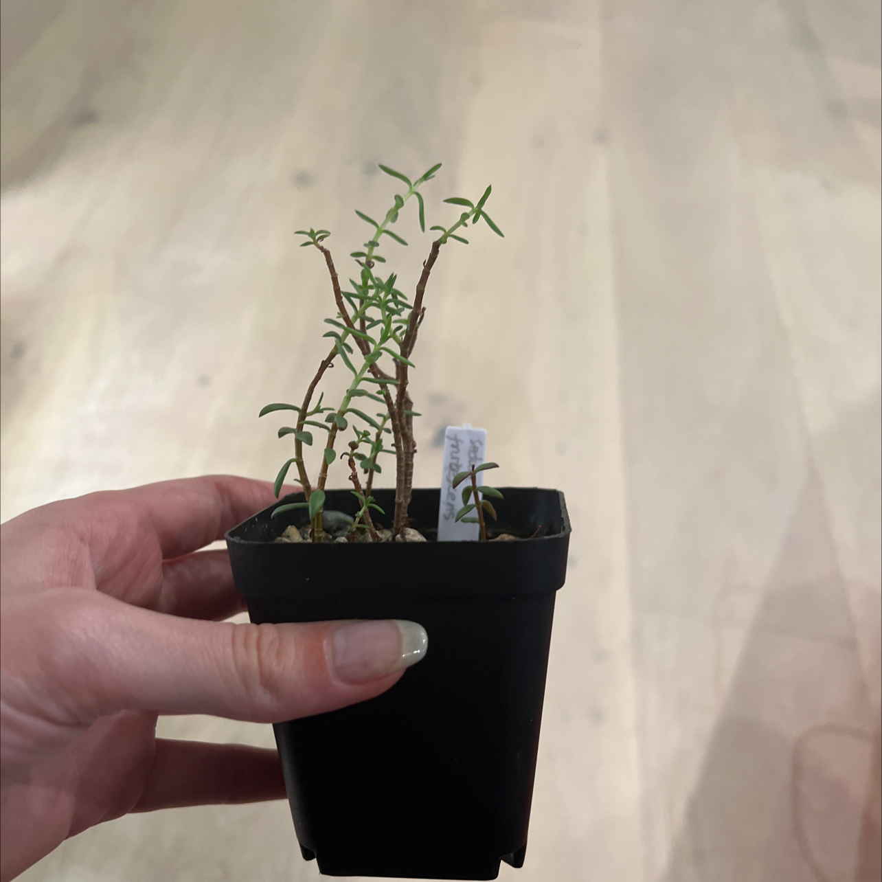 Photo of the plant species Sedum frutescens Tree by @lazyboi named Tree Diddy on Greg, the plant care app