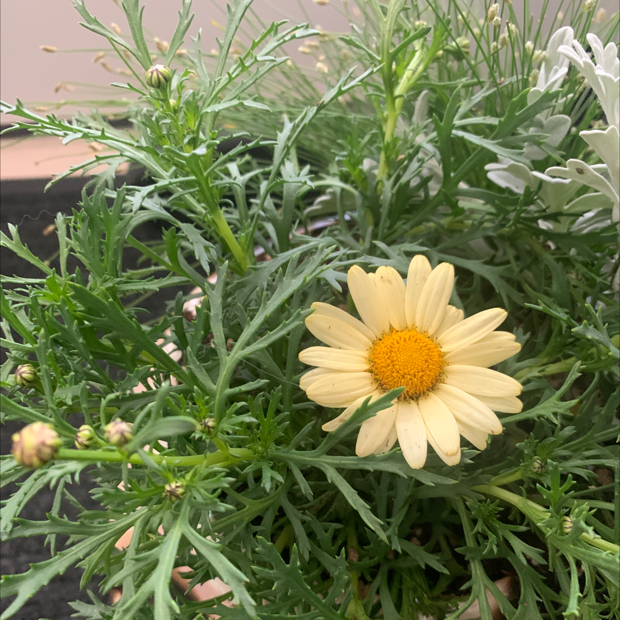 Marguerite Daisy with green foliage and a single yellow flower.