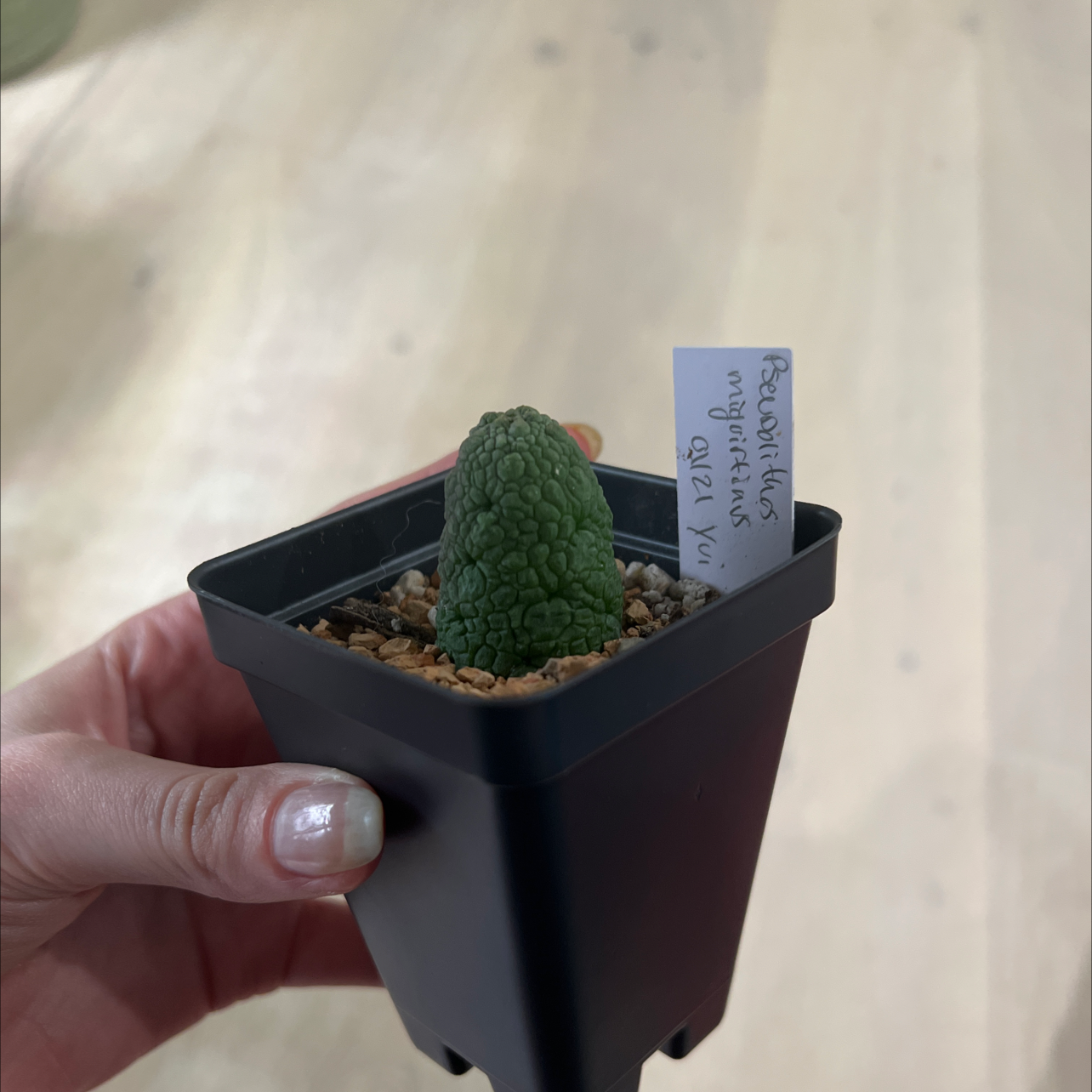 Photo of the plant species White-slonea migiurtina by @lazyboi named pickle on Greg, the plant care app