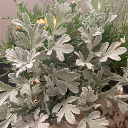 Photo of the plant species Hoary mugwort by Lazyboi named chad on Greg, the plant care app