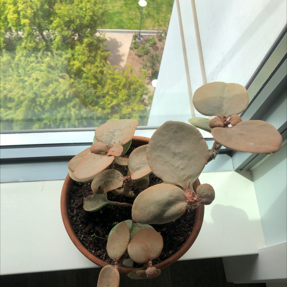 Potted Copper Spoons plant on a windowsill with round, spoon-shaped leaves.