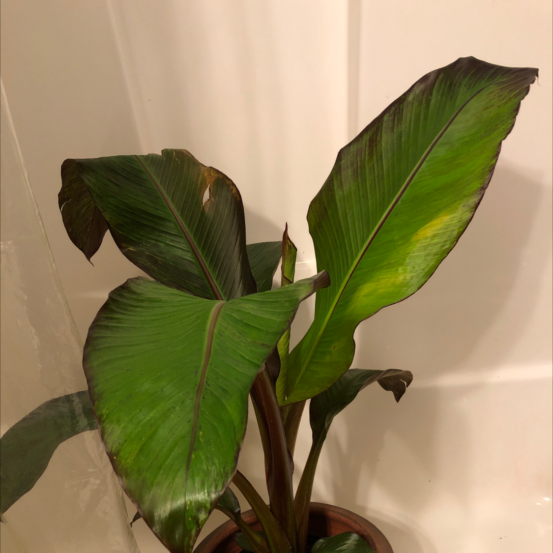Abyssinian Banana plant with large leaves showing browning and slight yellowing edges.