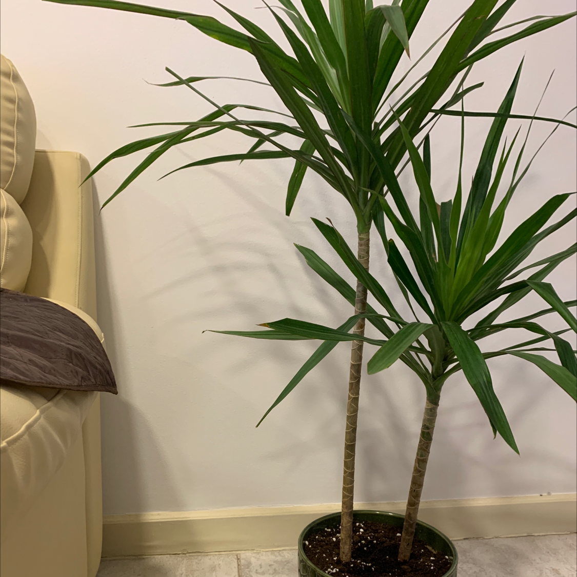 Dragon Tree plant photo by @Naddy named Dragone on Greg, the plant care app.