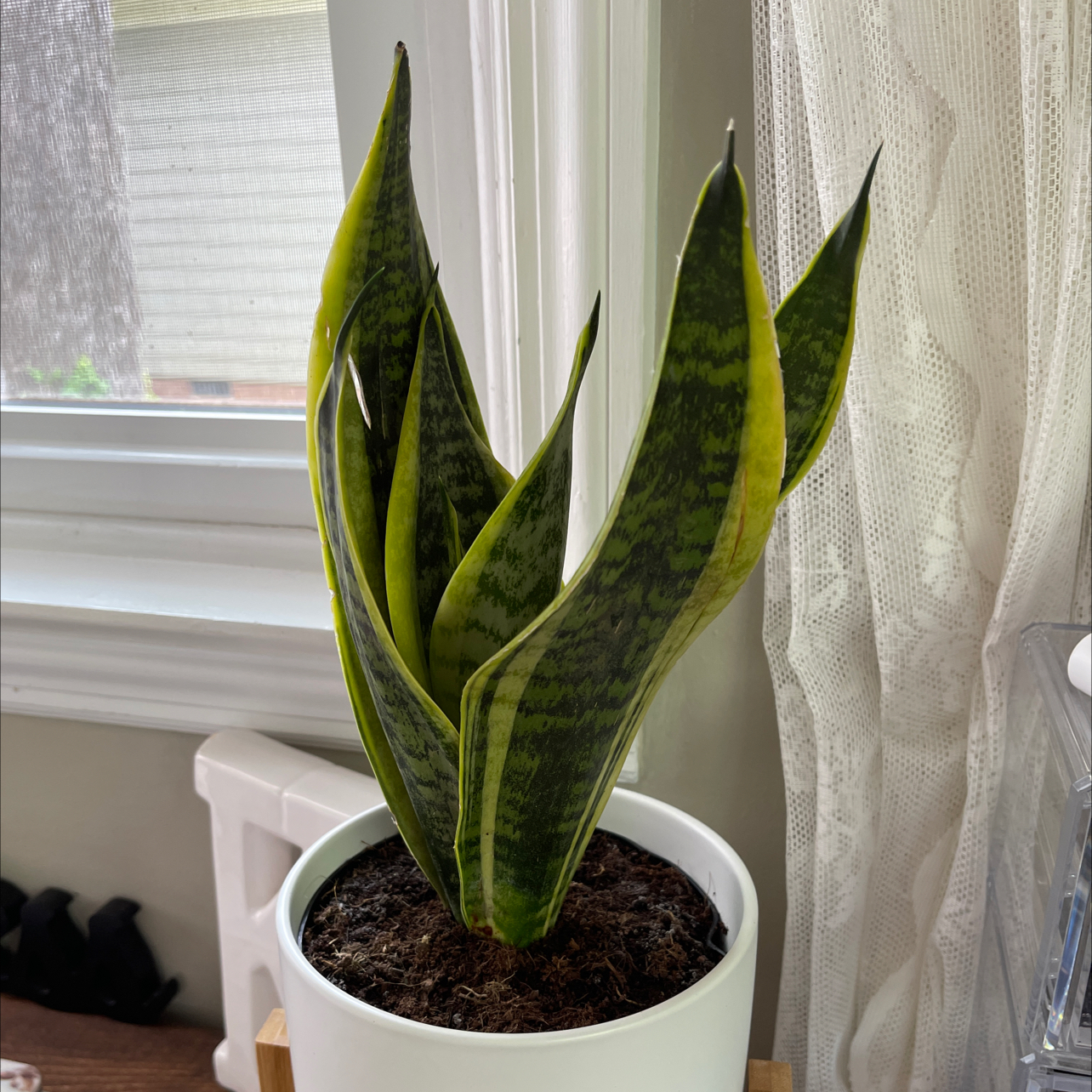 Snake Plant plant photo by @Kins5765 named Sage on Greg, the plant care app.