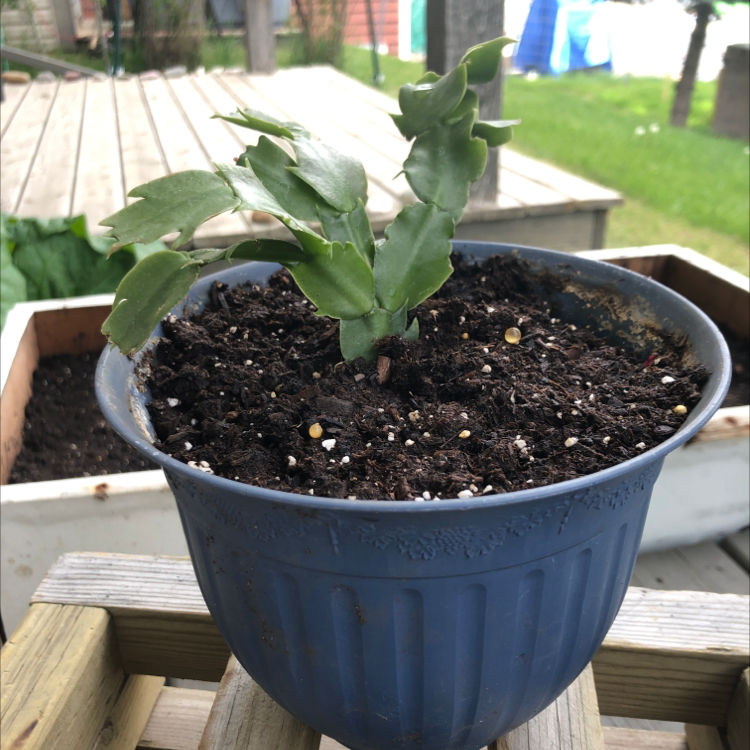 Easter Cactus plant photo by @Faith26taylor named Planty on Greg, the plant care app.