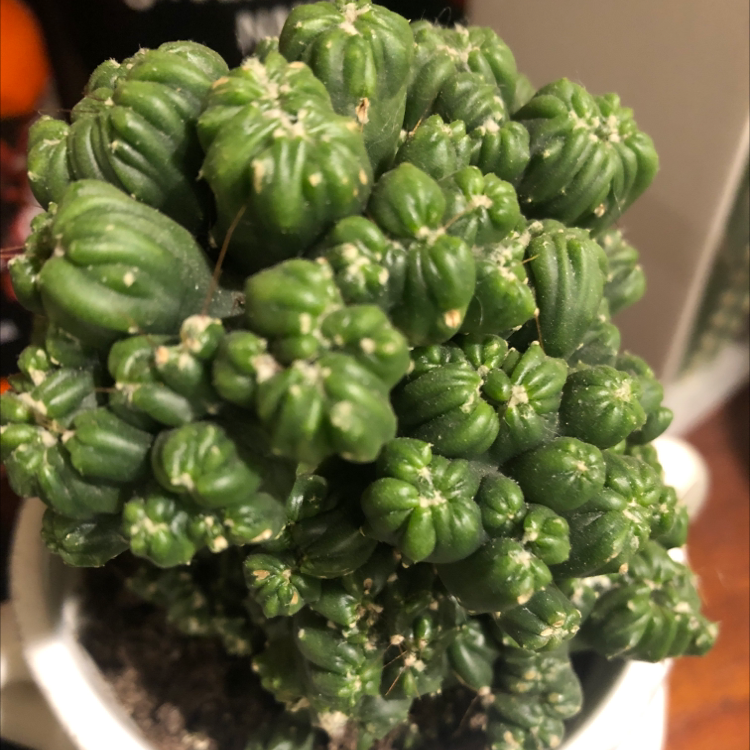 Photo of the plant species Peruvian Apple Cactus by @Brooklyn.shaw named Chonk on Greg, the plant care app
