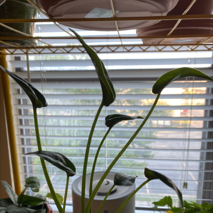 Indoor plant with elongated, upright green leaves near a window with blinds.