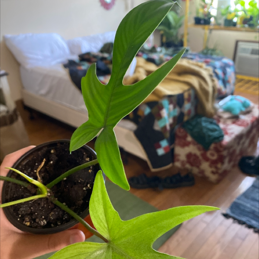 Philodendron 'Florida Ghost' plant with two healthy leaves in a pot, soil visible.